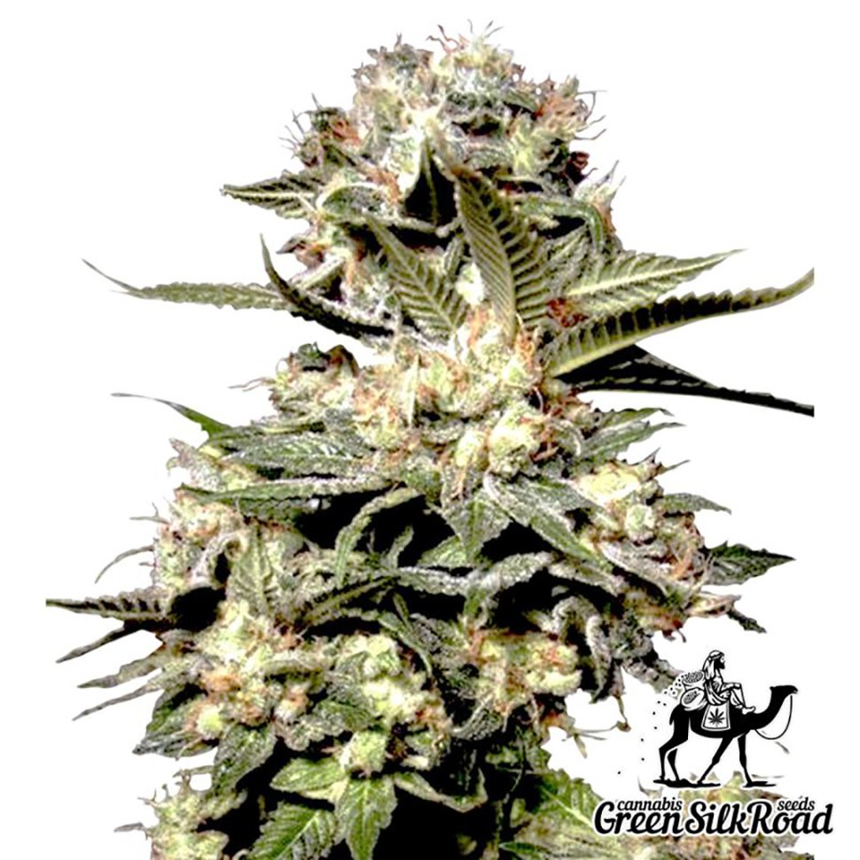 Семена ганжа  Auto Somango feminised Green Silk Road Seeds
