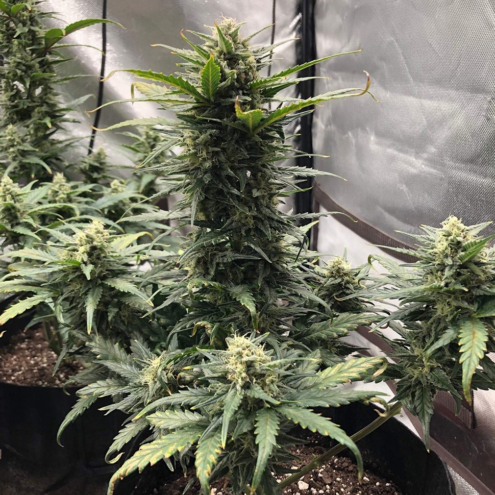 Семена марихуаны  Auto Green Wild Shark feminised Victory Seeds