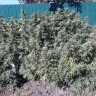 Семена марихуаны Sugar Black Rose (DS27) feminised Ganja Seeds