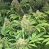 Семена ганжа  Skunk #1 feminised Ganja Seeds
