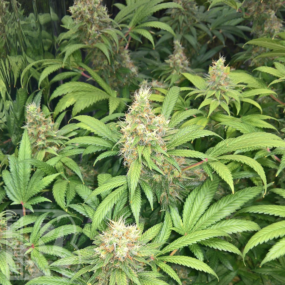 Семена ганжа  Skunk #1 feminised Ganja Seeds