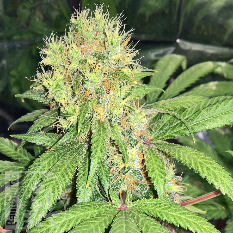 Семена ганжа  Skunk #1 feminised Ganja Seeds