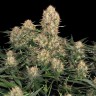Семена ганжа  Skunk #1 feminised Ganja Seeds