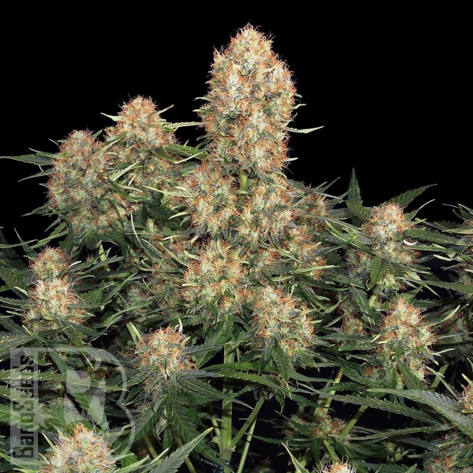 Семена ганжа  Skunk #1 feminised Ganja Seeds