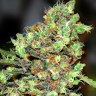 Семена ганжа  Skunk #1 feminised Ganja Seeds