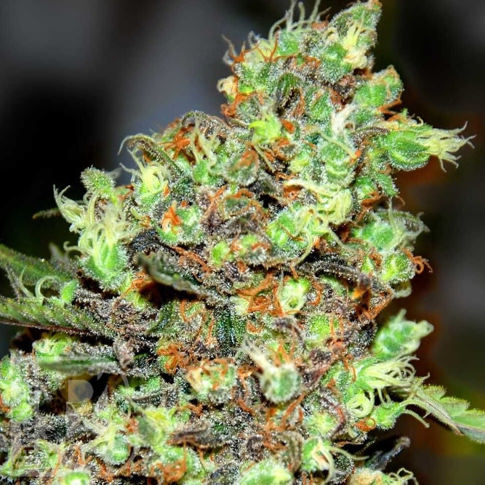 Семена ганжа  Skunk #1 feminised Ganja Seeds