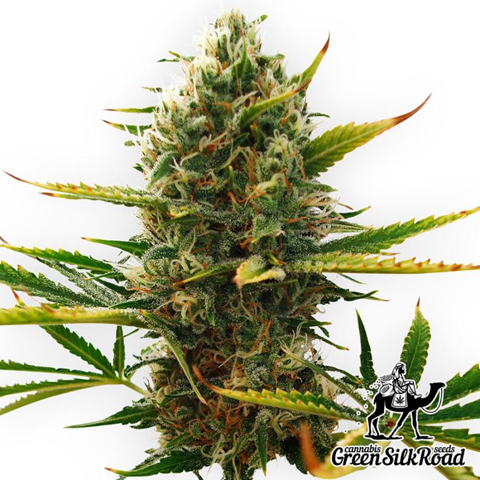 Семена каннабиса  Auto Super Skunk feminised Green Silk Road Seeds