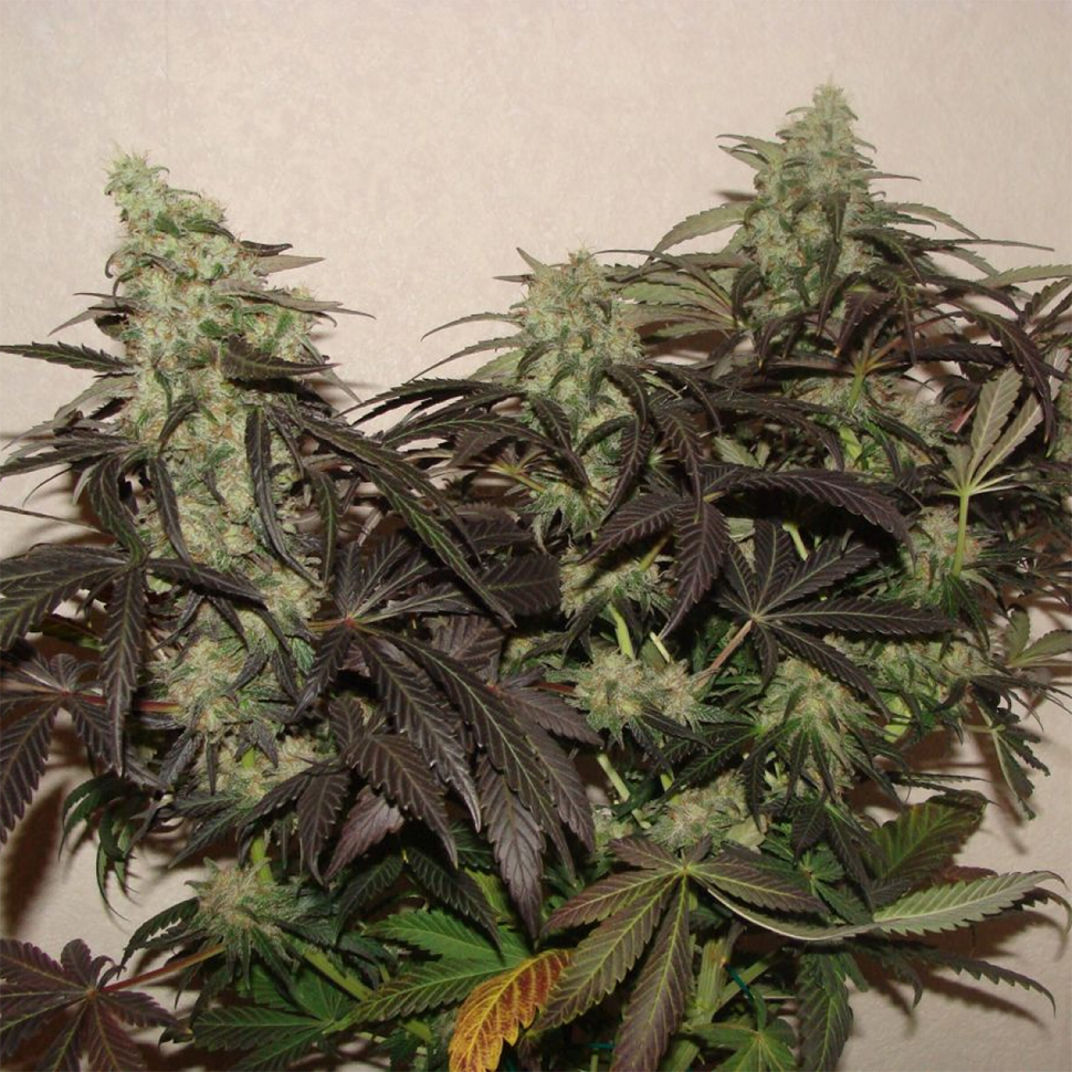 Семена конопли для новичков White Lavender feminised Ganja Seeds