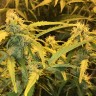 Семена конопли  Auto Lowryder #2 feminised Ganja Seeds