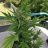 купить урожайные семена конопли Auto Lowryder2 feminised