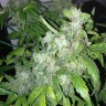 Семена конопли  Auto Lowryder #2 feminised Ganja Seeds