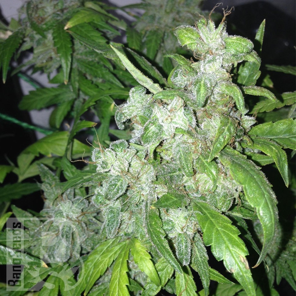 Семена конопли  Auto Lowryder #2 feminised Ganja Seeds