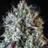 Семена конопли  Auto Lowryder #2 feminised Ganja Seeds