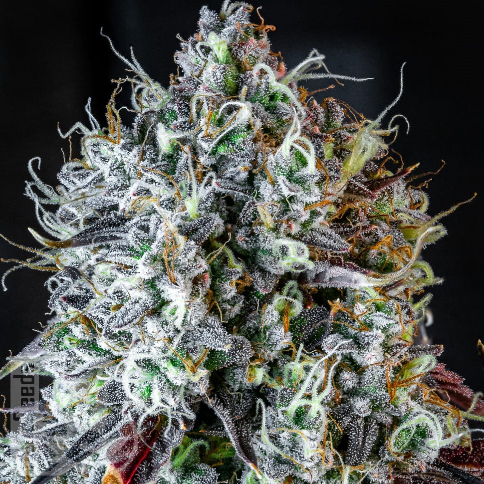 Семена конопли  Auto Lowryder #2 feminised Ganja Seeds