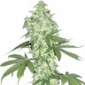 Семена конопли  Auto Lowryder #2 feminised Ganja Seeds