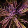 Семена конопли  Auto Lowryder #2 feminised Ganja Seeds