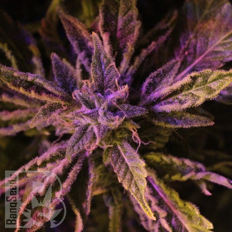 Семена конопли  Auto Lowryder #2 feminised Ganja Seeds