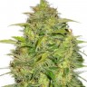 Семена конопли  Auto Lowryder #2 feminised Ganja Seeds