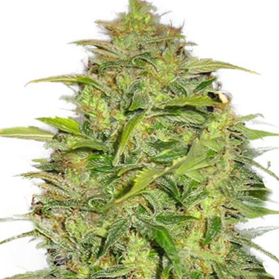 Семена конопли  Auto Lowryder #2 feminised Ganja Seeds
