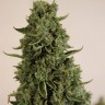 Семена конопли  Auto Lowryder #2 feminised Ganja Seeds
