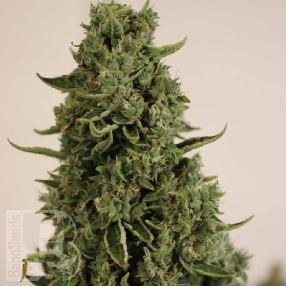 Семена конопли  Auto Lowryder #2 feminised Ganja Seeds