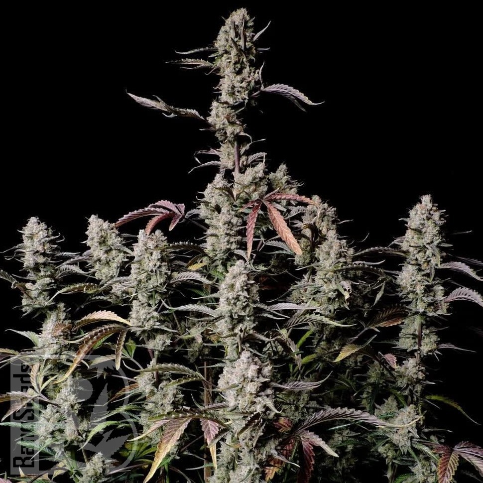 Семена конопли  Auto Lowryder #2 feminised Ganja Seeds