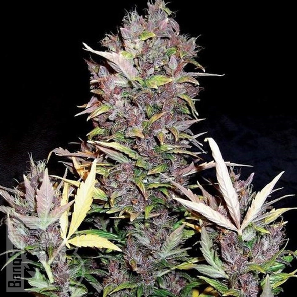 Семена конопли  Auto Lowryder #2 feminised Ganja Seeds