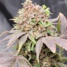 Семена конопли  Auto Lowryder #2 feminised Ganja Seeds