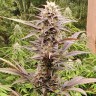 Семена конопли  Auto Lowryder #2 feminised Ganja Seeds
