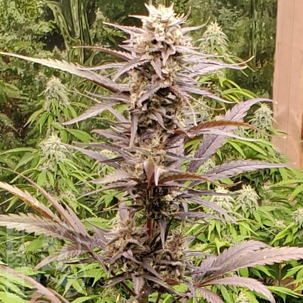 Семена конопли  Auto Lowryder #2 feminised Ganja Seeds