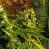 Jack Herer regular Ganja Seeds