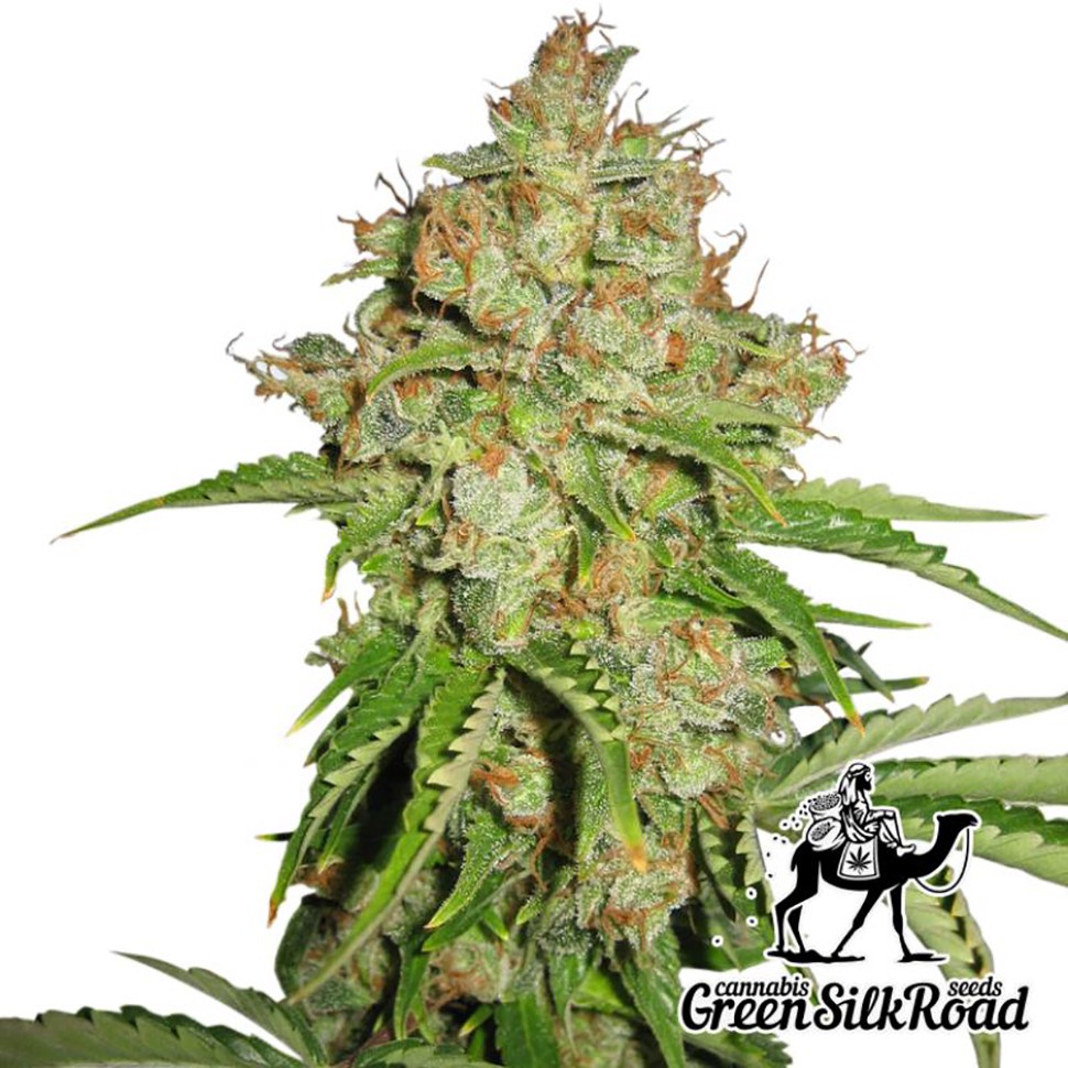 Семена конопли  Auto White Russian feminised Green Silk Road Seeds