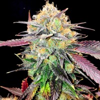 Auto NHL Diesel feminised Victory Seeds