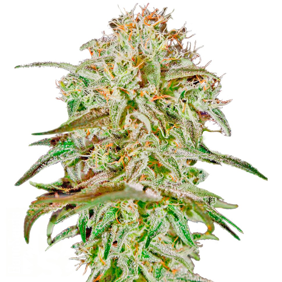 Семена каннабиса  AMS feminised Ganja Seeds