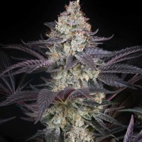 AMS feminised Ganja Seeds