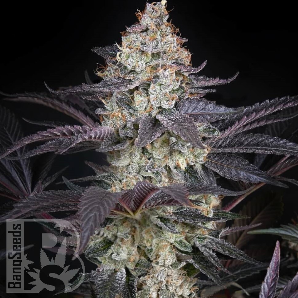 Семена каннабиса  AMS feminised Ganja Seeds