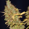 Семена каннабиса  AMS feminised Ganja Seeds