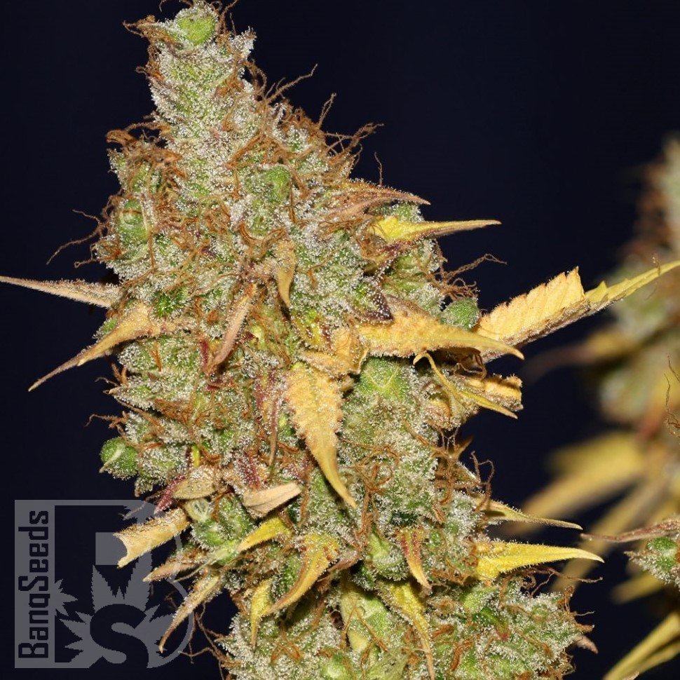 Семена каннабиса  AMS feminised Ganja Seeds