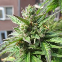 Northern Lights x Skunk feminised Ganja Seeds