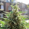 Семена марихуаны  Northern Lights x Skunk feminised Ganja Seeds