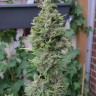Семена марихуаны  Northern Lights x Skunk feminised Ganja Seeds
