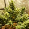 купить семена конопли недорого Auto Big Devil feminised