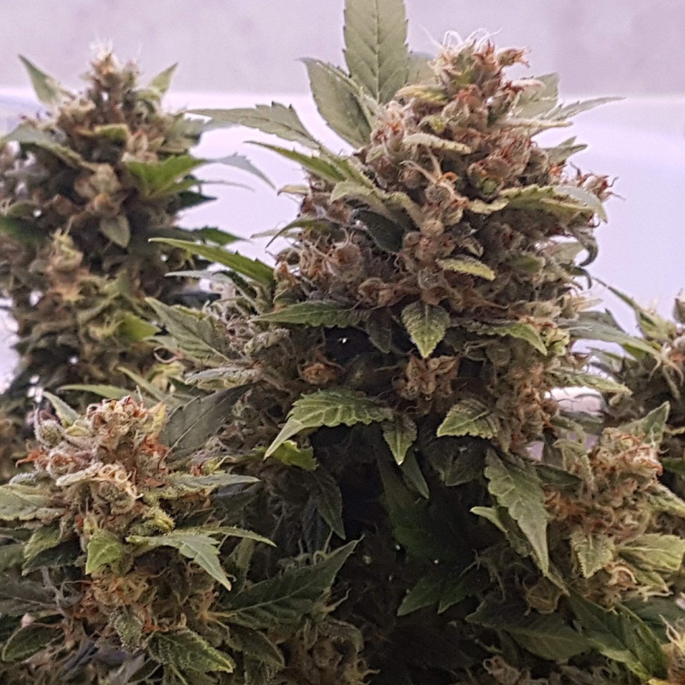 Семена марихуаны  Auto Big Devil feminised Ganja Seeds