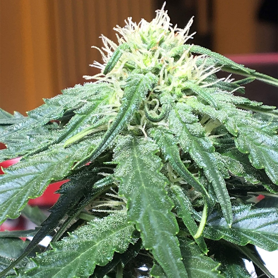 семена конопли курьером Auto Big Devil feminised Ganja Seeds