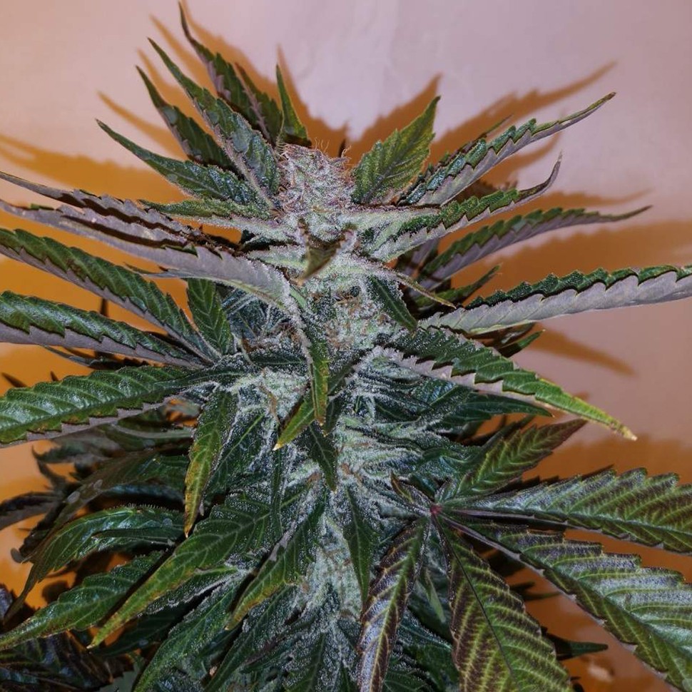 Семена ганжа  White russian x White widow (Russian Widow) regular Ganja Seeds
