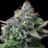 Семена ганжа  White russian x White widow (Russian Widow) regular Ganja Seeds