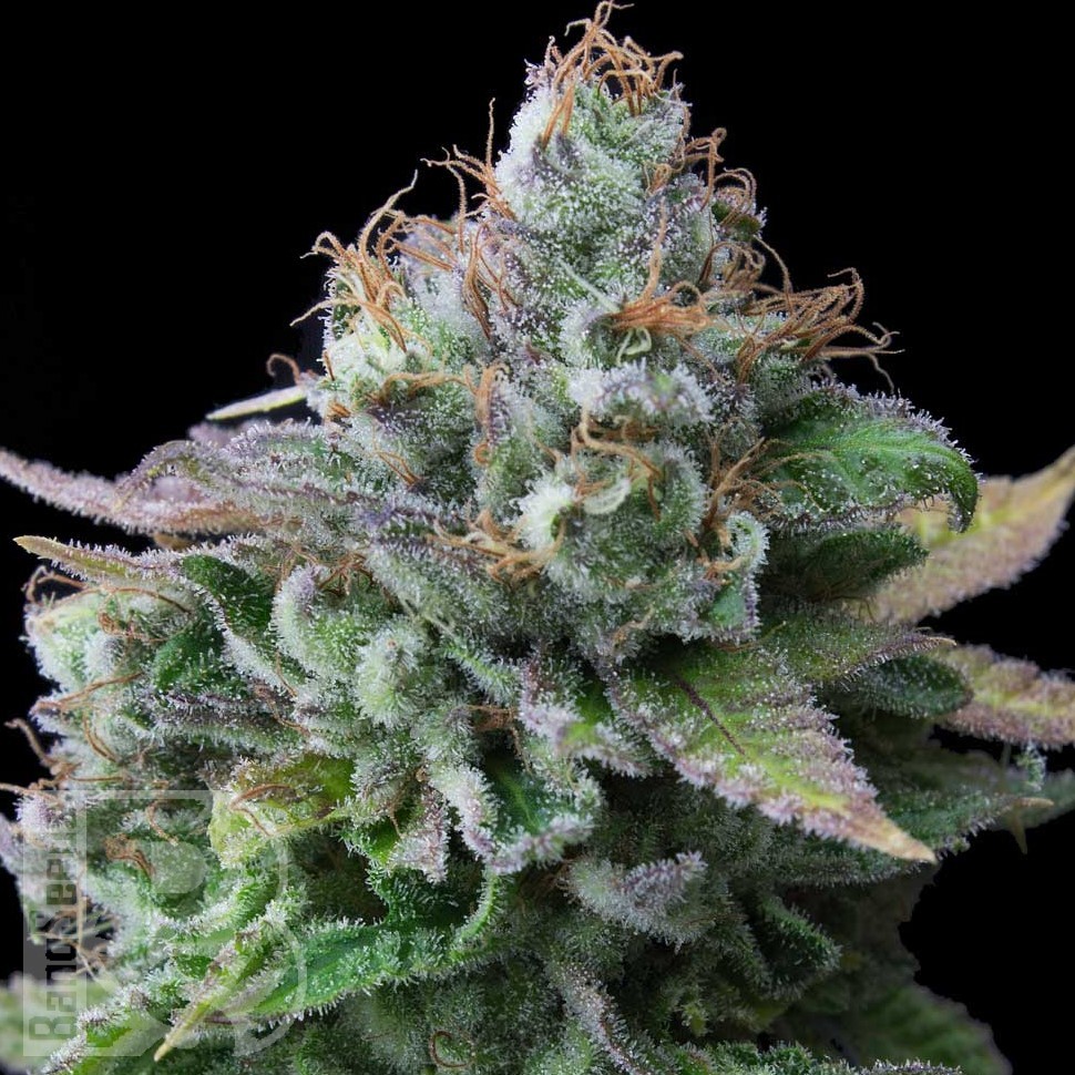 Семена ганжа  White russian x White widow (Russian Widow) regular Ganja Seeds