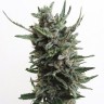 Семена ганжа  White russian x White widow (Russian Widow) regular Ganja Seeds