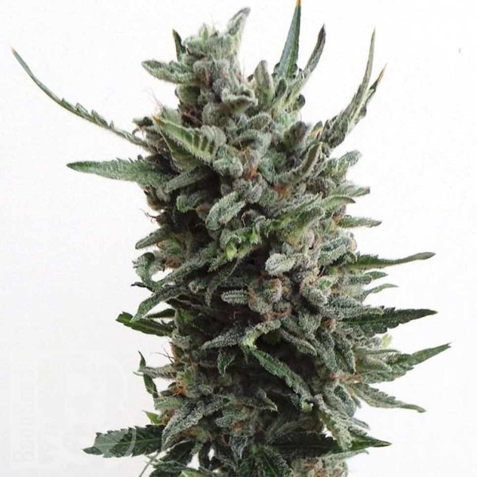 Семена ганжа  White russian x White widow (Russian Widow) regular Ganja Seeds