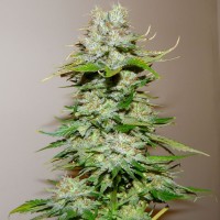 Big Bang feminised Ganja Seeds